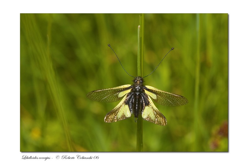 Libelloides latinus et coccajus (Planipennia, Ascalaphidae)